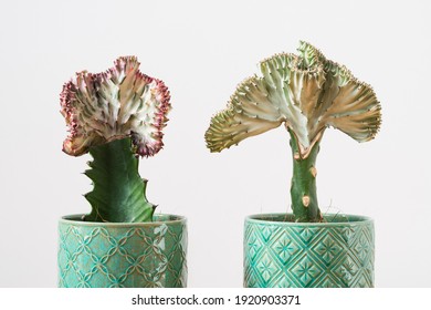 Coral cactus (Euphorbia lactea Cristata, mermaid tail) plants
