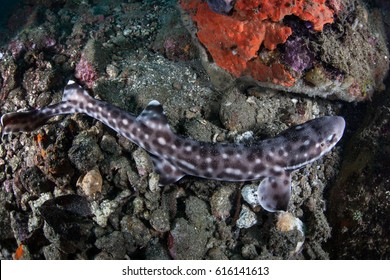 2 461 Cat Shark Images Stock Photos Vectors Shutterstock