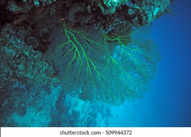 Coral Coast, Fiji, Viti Levu