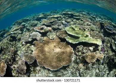 Plastic Pollution Problem Ocean Underwater Bottles Stock Photo (Edit ...