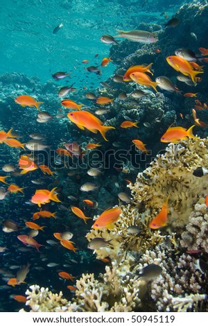 Coral colony