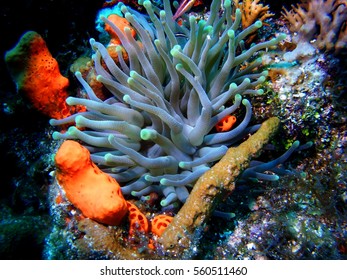 Coral; Cozumel, Mexico