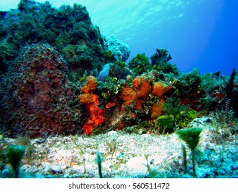 Coral; Cozumel, Mexico