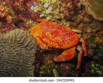 Coral Crab In Tayrona National Natural Park