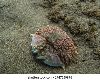 Coral Crab In Tayrona National Natural Park