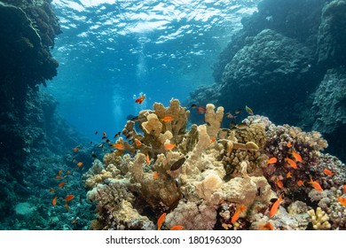Coral in crystal clear water - Shutterstock ID 1801963030