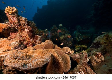 Coral Fish Stock Photo 24649057 | Shutterstock