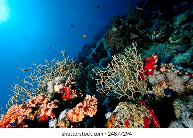coral and fish - Shutterstock ID 24877294