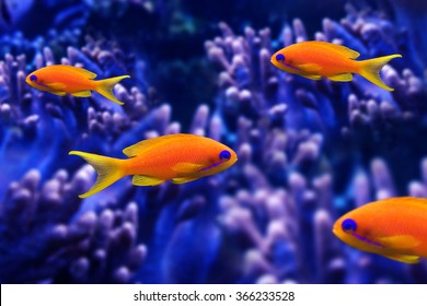 Coral Fish