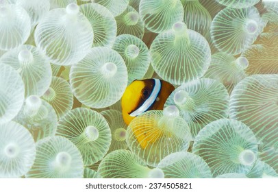 Coral fish among jellyfish in the underwater world. Underwater coral fish and jelly fishes. Jelly fishes underwater. Underwater life scene Arkivfotografi