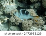 Coral fish - Bigeye emperor - juvenile fish Monotaxis grandoculis 