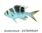 Coral fish - Bigeye emperor - juvenile fish - Monotaxis grandoculis isolated on white background