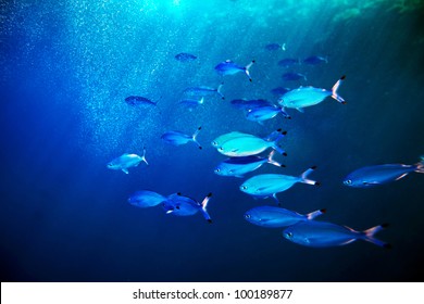 Coral Fish In Blue Water.