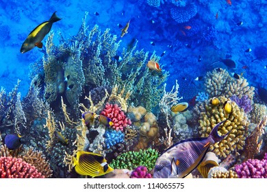 Coral and fish in the Red Sea.Egypt - Shutterstock ID 114065575