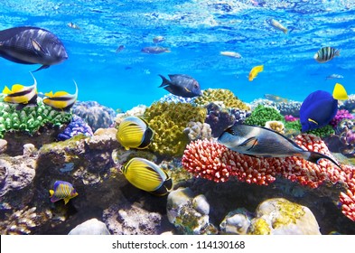 Coral And Fish In The Red Sea.Egypt