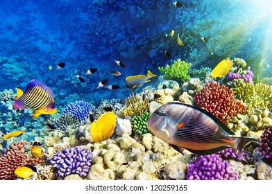 Coral And Fish In The Red Sea.Egypt