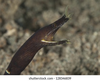 Coral Fish Ribbon Eel