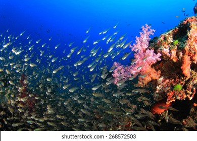 Coral and fish underwater in ocean - Shutterstock ID 268572503