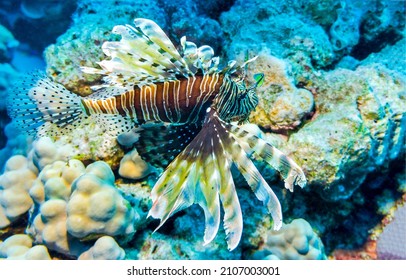 Coral fish underwater scene. Underwater coral fish. Fish udnerwater