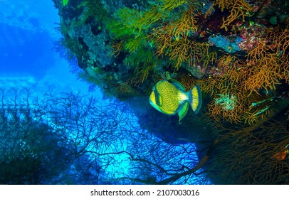Coral fish underwater view. Underwater coral fish view. Underwater fish