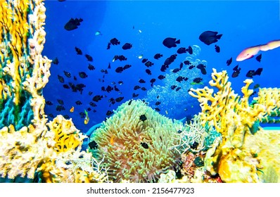 Coral fish in the underwater world among corals. Underwater coral fishes. Underwater fishes in underwater world