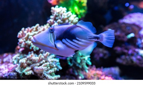Coral fish WHITE-BANDED TRIGGERFISH (Colored Humu Picasso Triggerfish. Lagoon triggerfish)  in marine aquarium - the official state fish of Hawaii, where it is called ‘snout like pig’