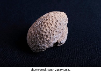 Coral Fossil. Corals Are Cnidarians That Live As Polyps Attached To The Sea Floor.