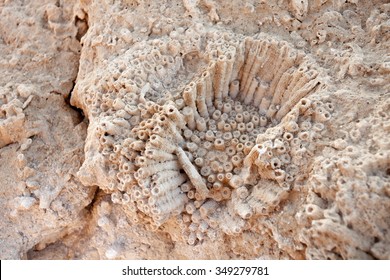 61 Coral Petrification Images, Stock Photos & Vectors | Shutterstock