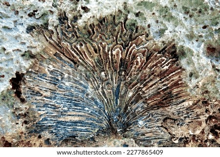 Coral fossil in a stone of Luengöni bay in Lifou (Drehu), Loyalty Islands, New Caledonia.