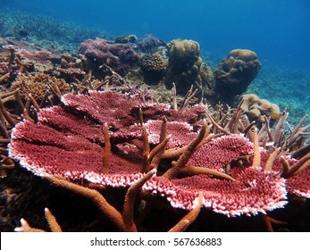 Coral Found At Fringing Reef At Tioman Island