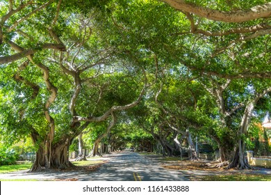 coral gables street trees in florida