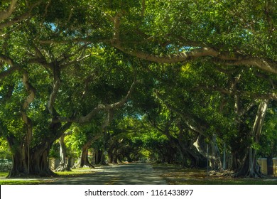 Coral Gables Street Trees In Florida