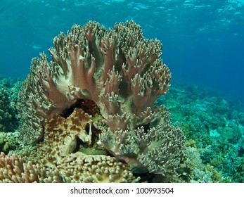 Coral Garden (Apo Island)