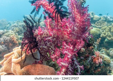 Coral Garden In Caribbean Dendronephthya Isoft Corals Family Nephtheidae.