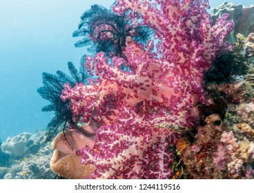 Coral Garden In Caribbean Dendronephthya Isoft Corals Family Nephtheidae.