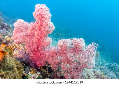 Coral Garden In Caribbean Dendronephthya Isoft Corals Family Nephtheidae.