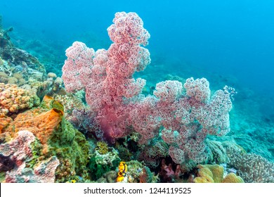 Coral Garden In Caribbean Dendronephthya Isoft Corals Family Nephtheidae.