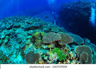 Coral Garden Okinawa Stock Photo 1357579559 | Shutterstock