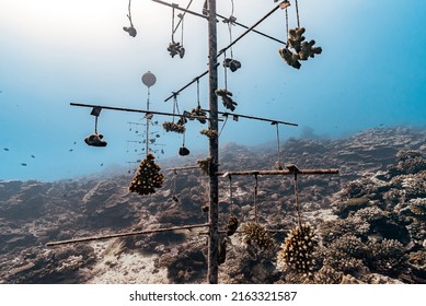 Coral Gardening For Marine Conservation And Biology Research Projects To Save Coral Reefs, At A 20 Meter Depth, With Underwater Structure For Growing Corals