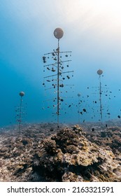 Coral Gardening For Marine Conservation And Biology Research Projects To Save Coral Reefs, At A 20 Meter Depth, With Underwater Structure For Growing Corals