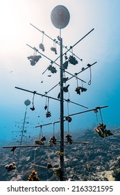 Coral Gardening For Marine Conservation And Biology Research Projects To Save Coral Reefs, At A 20 Meter Depth, With Underwater Structure For Growing Corals