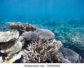 Coral Gardens, Ningaloo Reef, Western Australia 