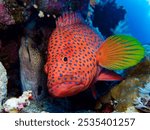 Coral grouper and giant moray eel