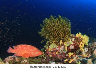 Coral Grouper (Coral Trout) fish on coral reef