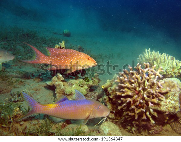 Coral grouper and yellowsaddle goatfish hunting the\
same prey