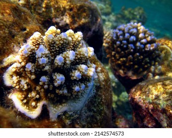 Coral Growing Up Macro Detail - Small Acropora Nasuta Corals In Maldives.