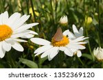 Coral Hairstreak butterfly feeding on pollen from a daisy in a perennial flower garden