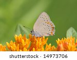 Coral Hairstreak Butterfly (Satyrium titus) on Milkweed Flowers