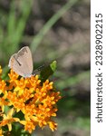 A Coral Hairstreak Butterfly (Satyrium titus) on Butterfly Weed
