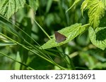 Coral Hairstreak Butterfly (Satyrium titus) on a green leaf with green background in rural Minnesota, USA. 
